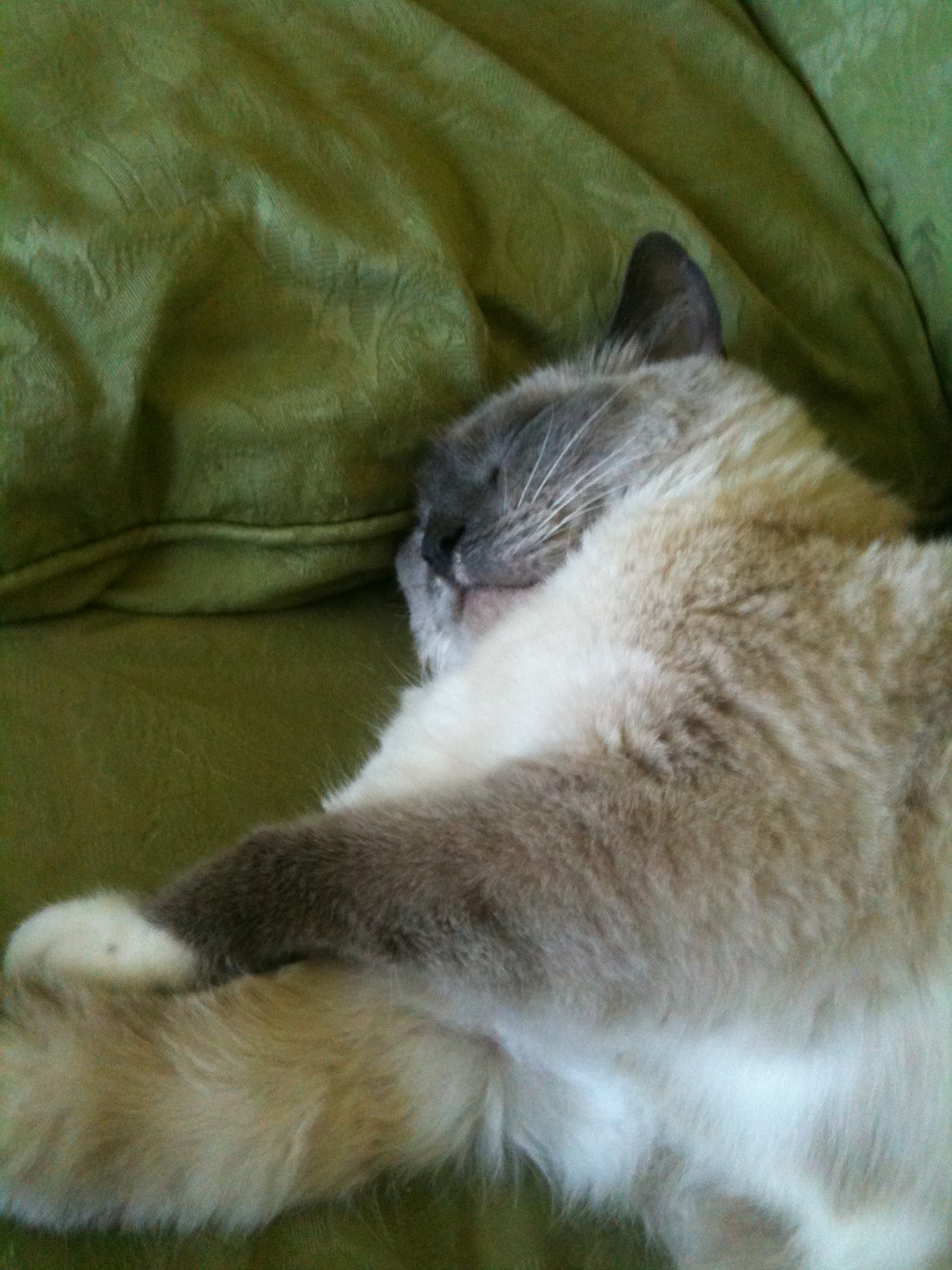 Cat enjoying git goodness